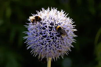 Two bees on Echinops.jpg